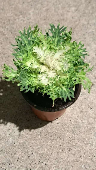 Planta Mirra 2,20€