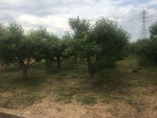 Vendo Terreno de caquis 12hg