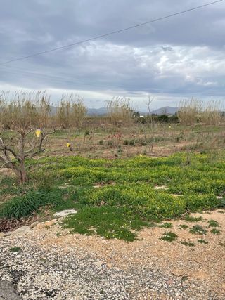 Vendo Terreno de caquis 12hg
