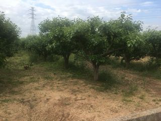 Vendo Terreno de caquis 12hg
