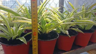 Planta cinta o mala madre.