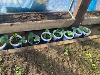 Piantine di fragole in vaso