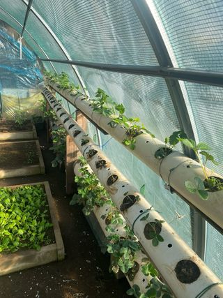 Piantine di fragole in vaso