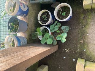 Piantine di fragole in vaso