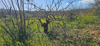 Terreno en venta en Alaró