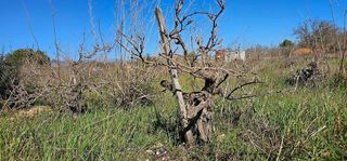 Terreno en venta en Alaró