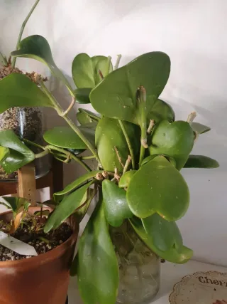 Hoya Cuore Pianta,già radicate
