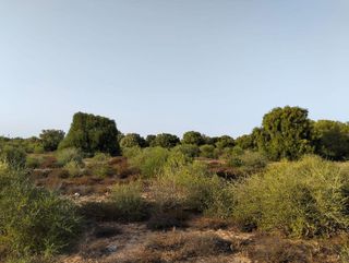 Solar en venta en Medina-Sidonia