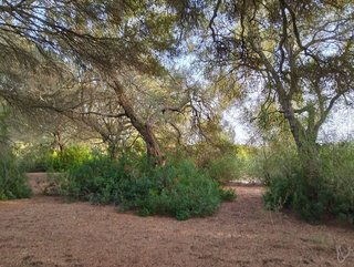 Solar en venta en Medina-Sidonia