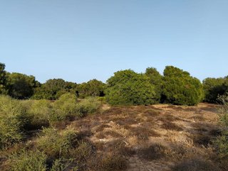 Solar en venta en Medina-Sidonia