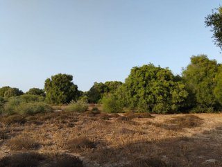 Solar en venta en Medina-Sidonia