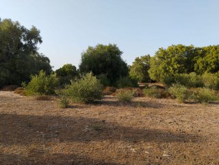 Solar en venta en Medina-Sidonia