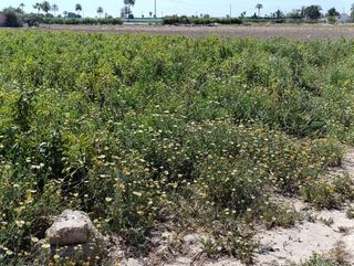 Terreno en venta en Algorós - El Derramador en Elche