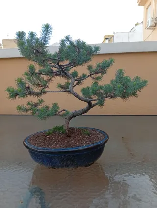 Bonsái Pino Piñonero