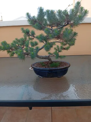 Bonsái Pino Piñonero