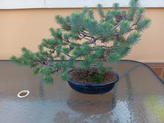 Bonsái Pino Piñonero