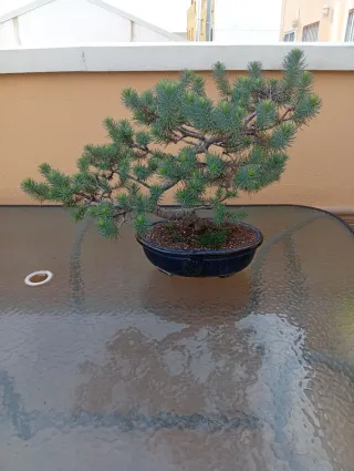 Bonsái Pino Piñonero