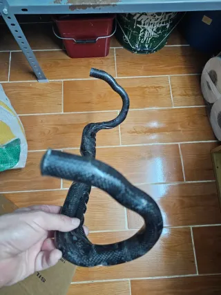 Manillar de carbono Ditec