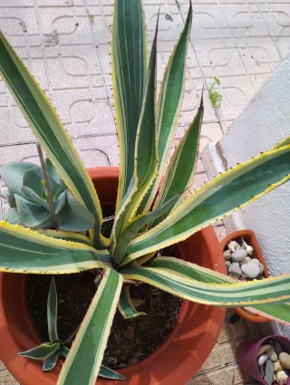 Planta Agave Americana Marginata Rebajada
