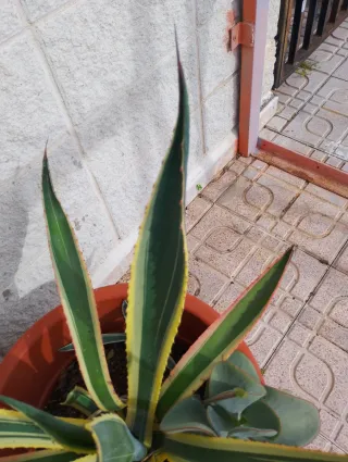 Planta Agave Americana Marginata Rebajada