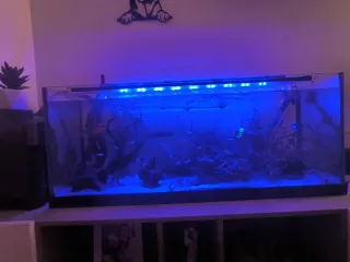 Acuario de 120lfiltro EHIEM experience 350,1050L/H