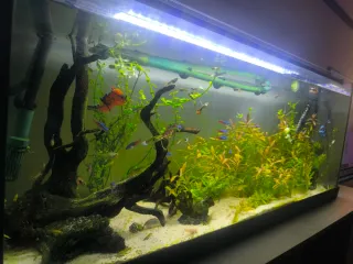 Acuario de 120lfiltro EHIEM experience 350,1050L/H