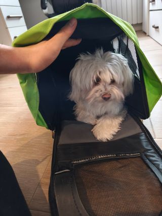 Transportín perro verde pequeño