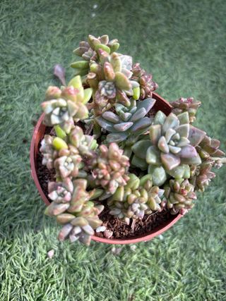 Sedeveria Pink Granite