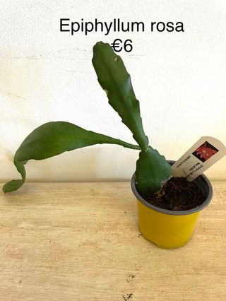 Epiphyllum rosa - Pianta