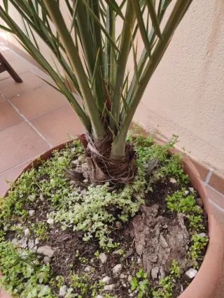 Palmera Canaria en Maceta