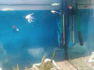 Acuario 150L con mueble