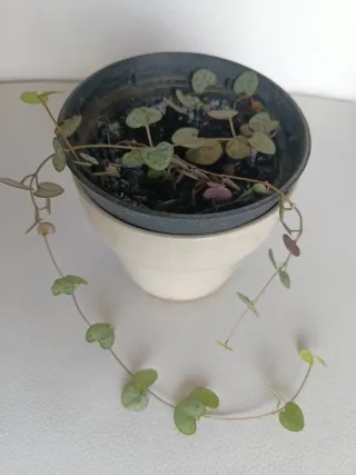 Planta Ceropegia Woodii - Collar de Corazones