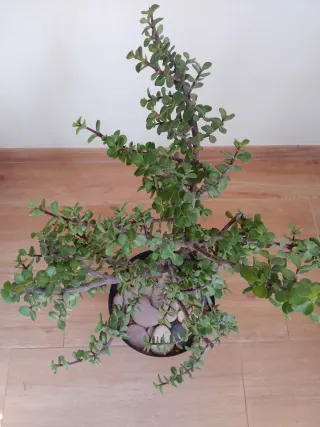 Planta Jade Crassula ovata (no cactus)