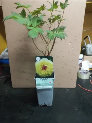 Paeonia suffruticosa varias variedades