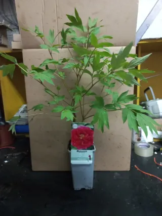 Paeonia suffruticosa varias variedades