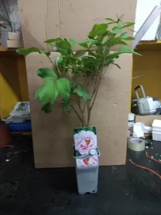 Paeonia suffruticosa varias variedades