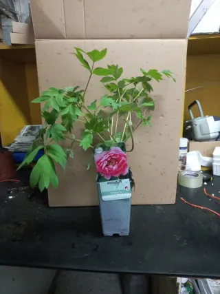 Paeonia suffruticosa varias variedades