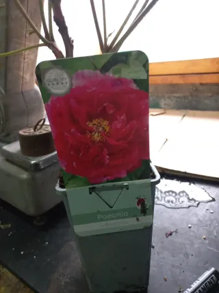 Paeonia suffruticosa varias variedades