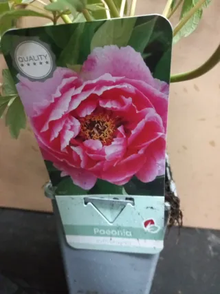 Paeonia suffruticosa varias variedades