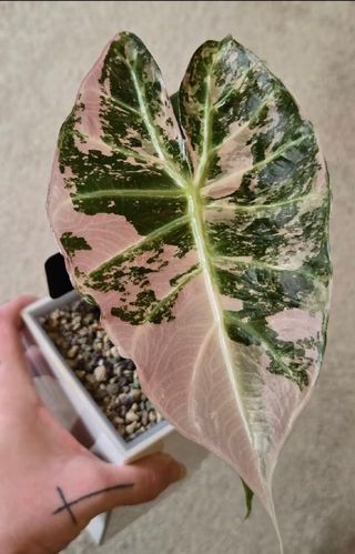 Cormo Alocasia Pink Dragon Albo