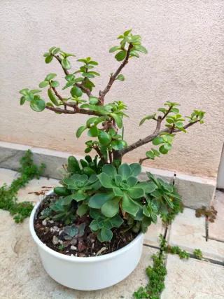 Arbol de las monedas y mini jardín, variedad plant