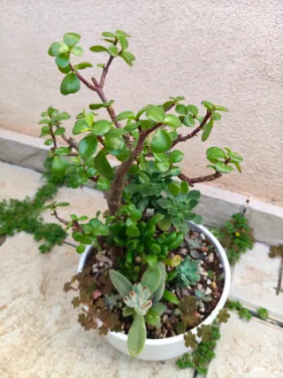 Arbol de las monedas y mini jardín, variedad plant