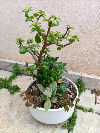 Arbol de las monedas y mini jardín, variedad plant