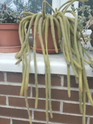 Rhipsalis cactus cola de mono