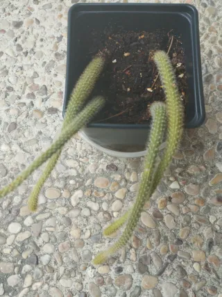 Rhipsalis cactus cola de mono