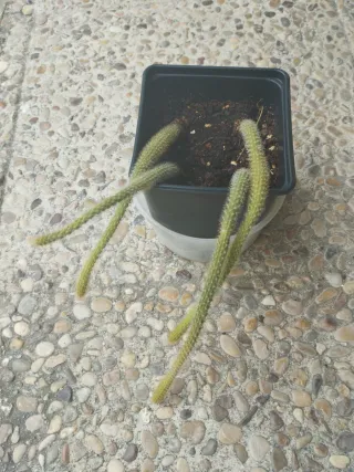 Rhipsalis cactus cola de mono