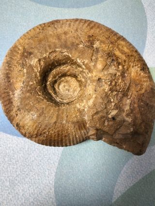 Fosil Amonite Grande