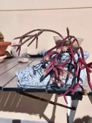 Portavasi in pietra a forma di scarpa