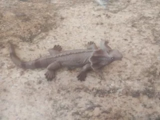 Iguana de goma juguete