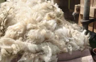Lana de oveja natural sin lavar